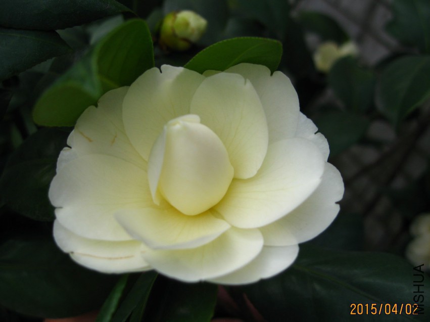 �ƴ� 2015-4-2-041cw.jpg