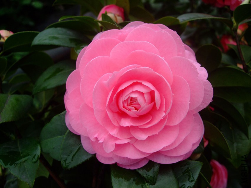 �������� 2015-4-5 033fw.jpg