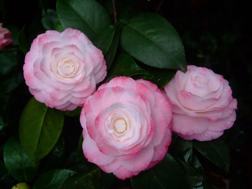 ����˿ 2015-4-4 024fw.jpg