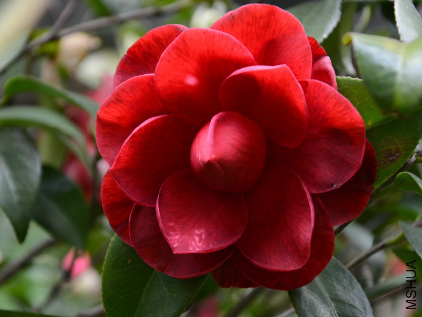 �����飨��ķ���20150405001 (1).jpg