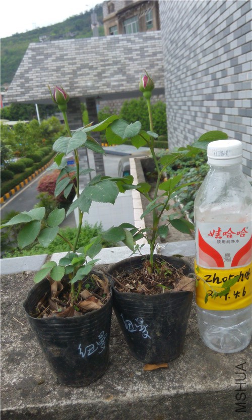 20150405170112.jpg