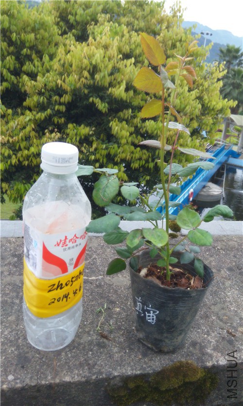 20150405170659.jpg