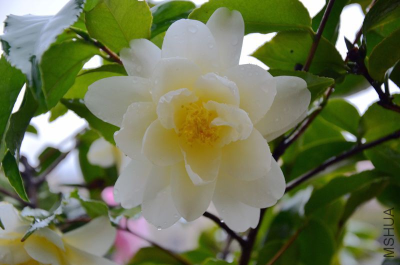 DSC_3517.JPG