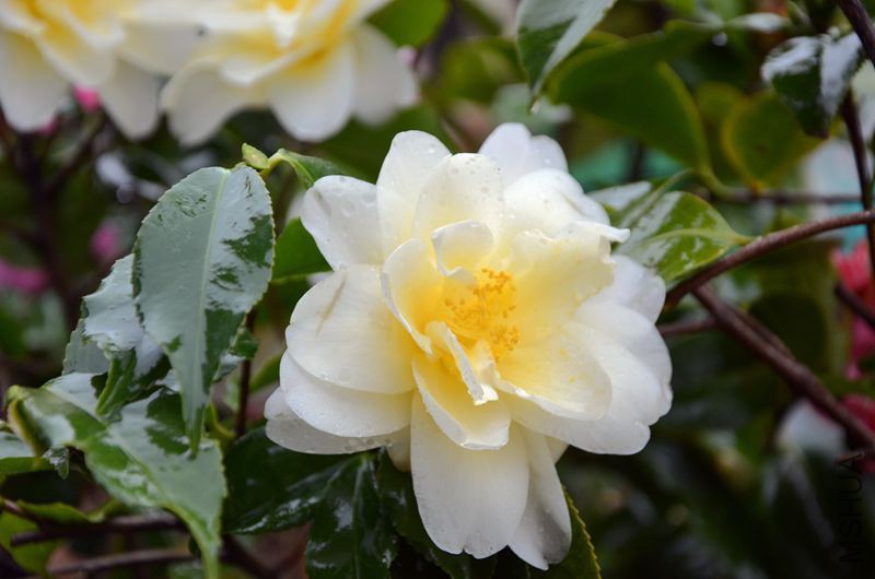 DSC_3508.JPG