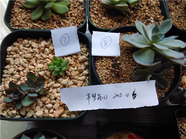 7������Ů��8�ף�����˫ͷ���20�ף�8�Ŷ�ͷƤ��ׯ10��ͼ�˦