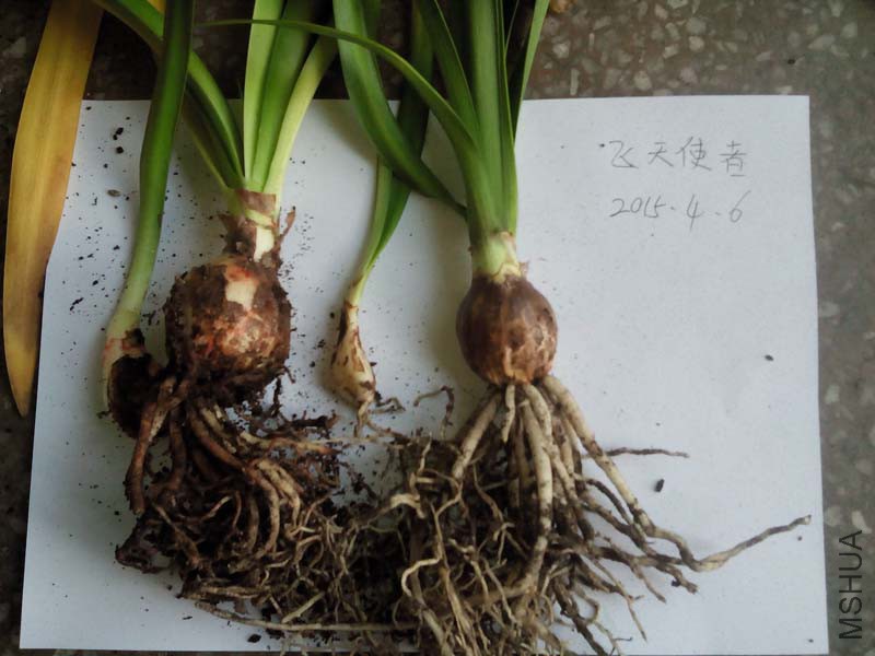 IMG20150406112650.jpg