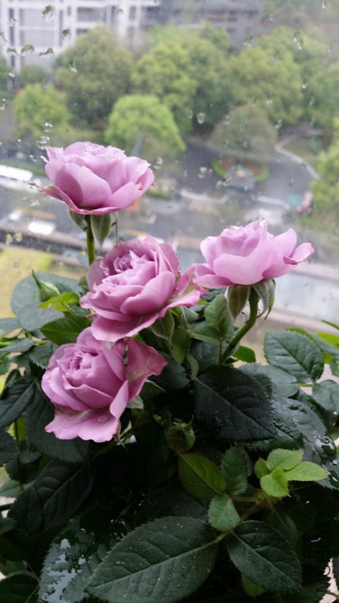 20141226_114356.jpg