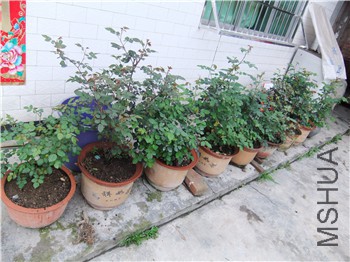 DSCF4328_����.jpg