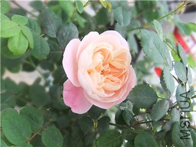 DSCF4346.jpg