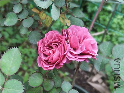 DSCF4391.jpg