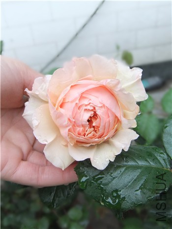 DSCF4395_����.jpg