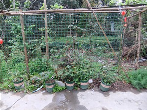 DSCF4330.jpg