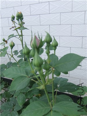 DSCF4377.jpg