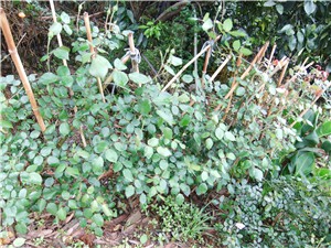 DSCF4396.jpg
