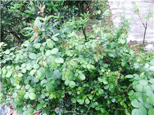 DSCF4400.jpg