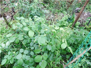DSCF4401.jpg
