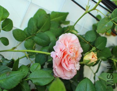 IMG_0935.JPG
