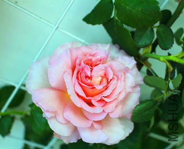 IMG_0939.JPG