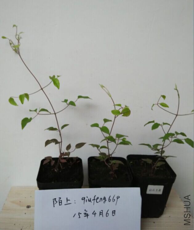 ��������.jpg