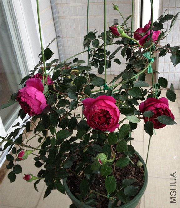 IMG_7530_����.jpg