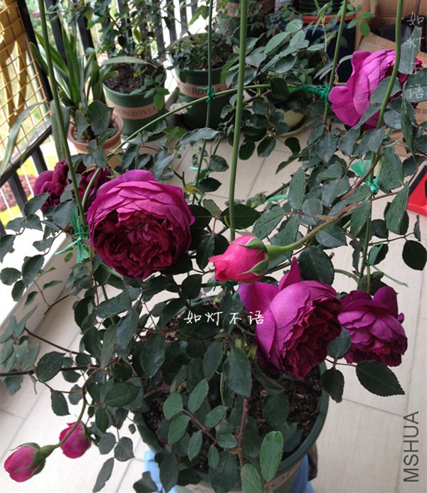 IMG_7615_����.jpg