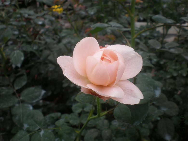 P1018889.JPG