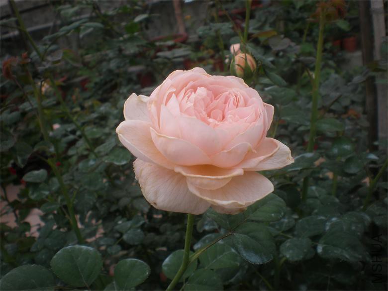 P1018891.JPG