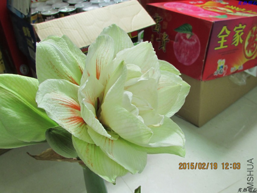 IMG_7688_nEO_IMG.jpg