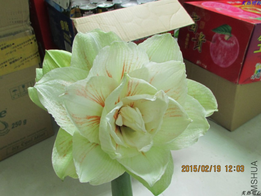 IMG_7690_nEO_IMG.jpg