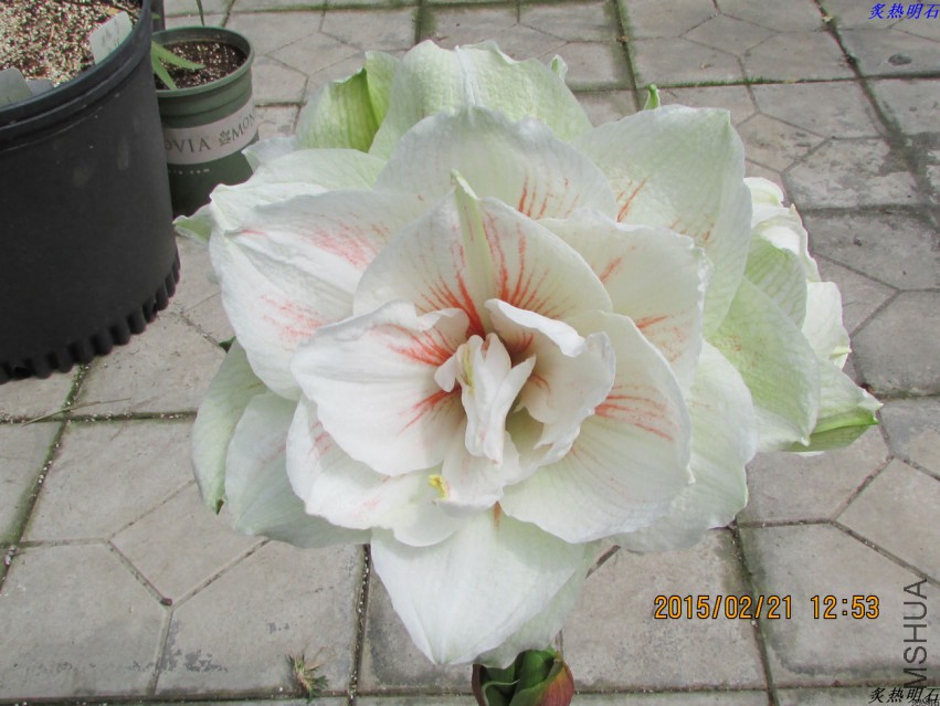 IMG_7910_nEO_IMG.jpg