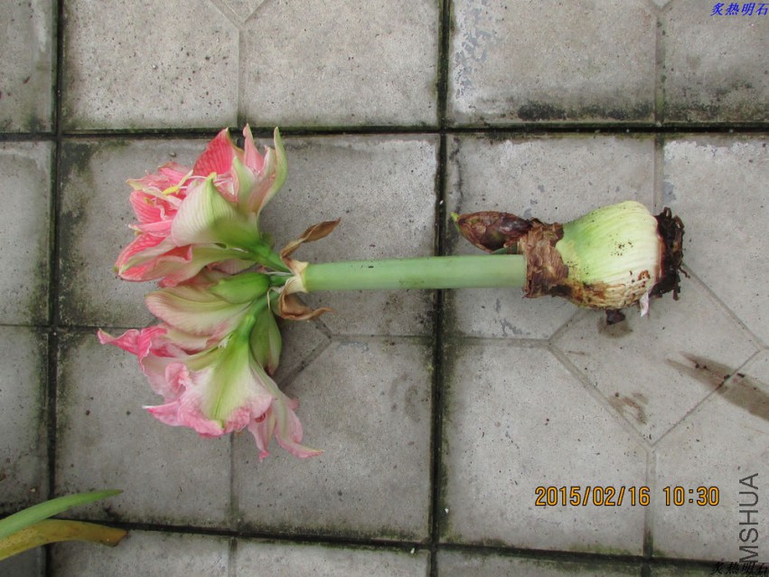 IMG_7206_nEO_IMG.jpg