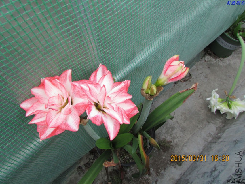 IMG_2244_nEO_IMG.jpg