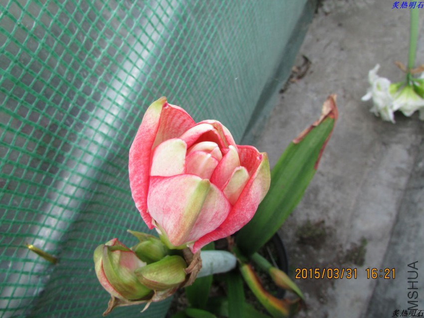 IMG_2249_nEO_IMG.jpg