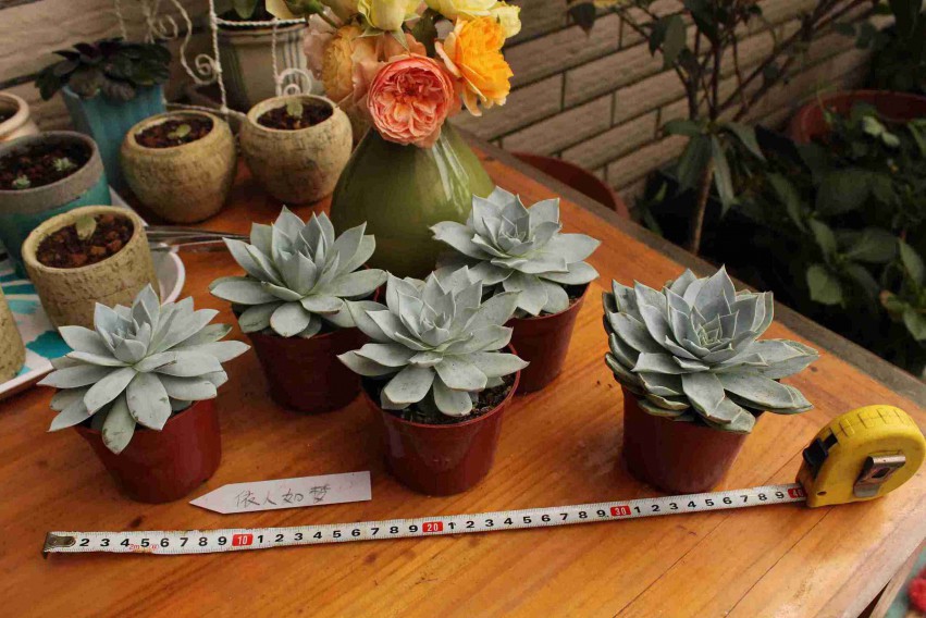 ��Ҷ����