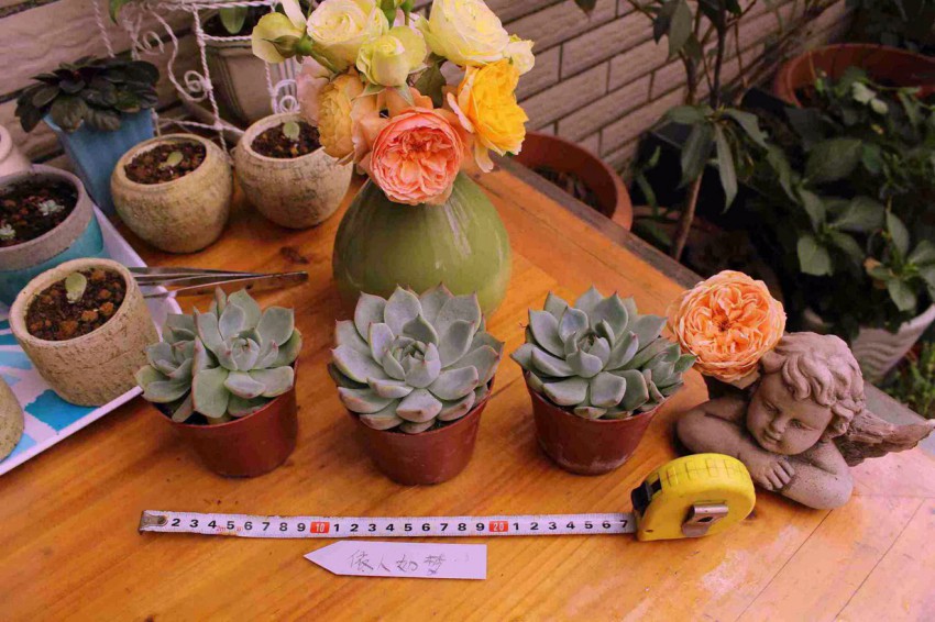 �����޵�ͷ�Ӷ�ͷ