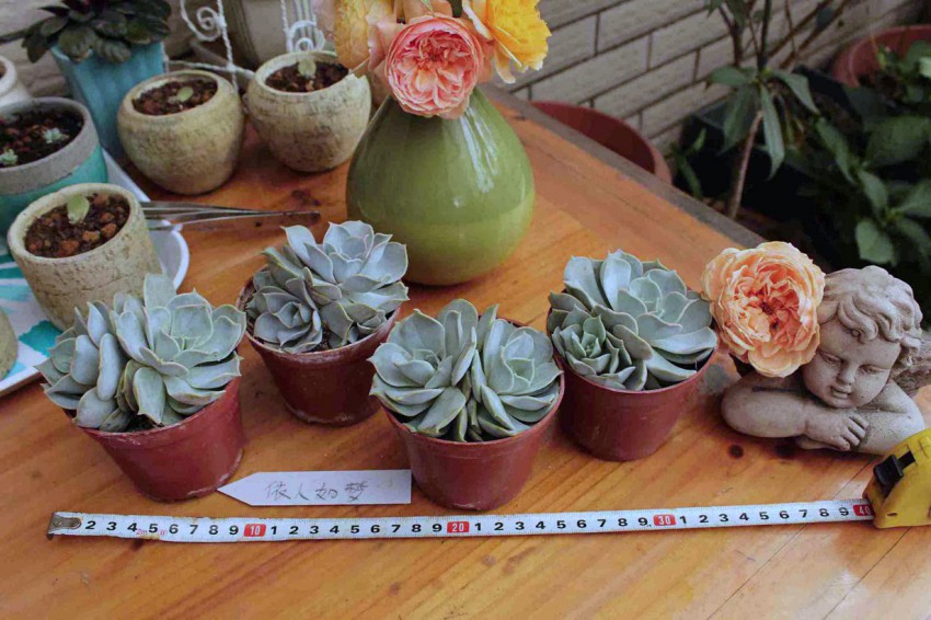 ˫ͷ������