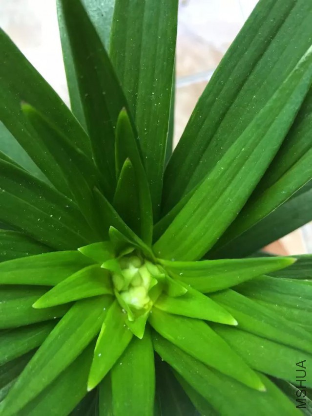 psb.jpg