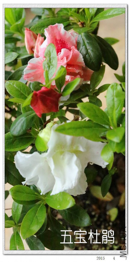 2015040702.jpg