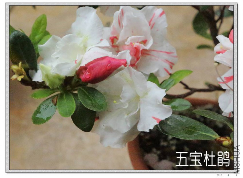 2015040701.jpg