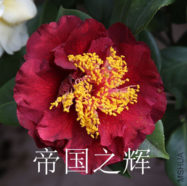 IMG_3620_����.jpg