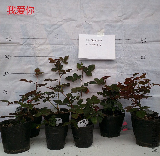 IMG_20150407_112838.jpg