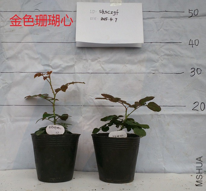 IMG_20150407_113651.jpg
