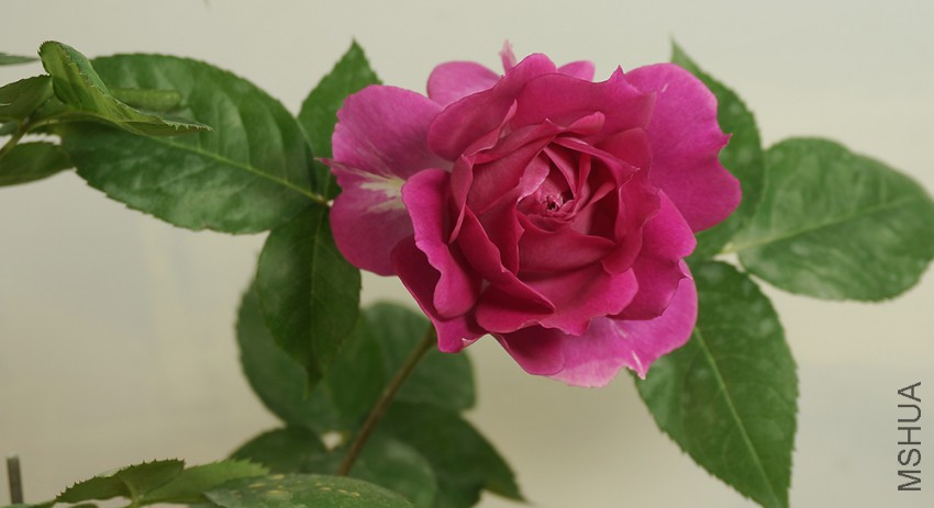 DSC03997AB.jpg