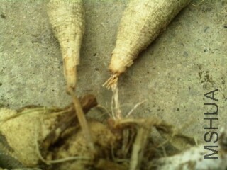 ���еĿ�����������ɽ���ǿ����һ��