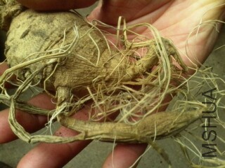 �����ȫ�Ǹɲ�