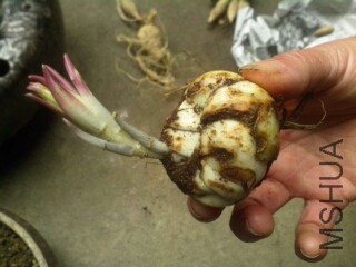 �����ڸ��ߣ�ѿ������