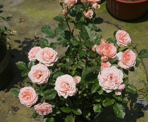 103023dwmaou4buyes2ozs (1).jpg