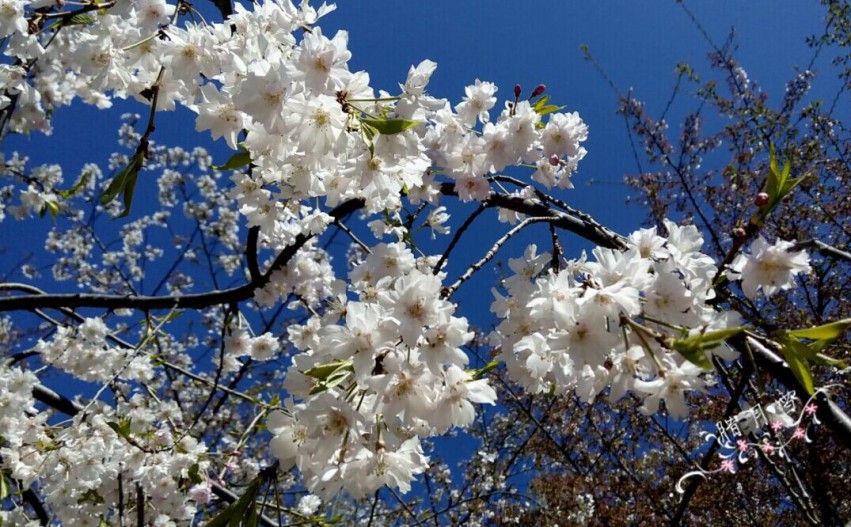 QQͼƬ20150408133904.jpg
