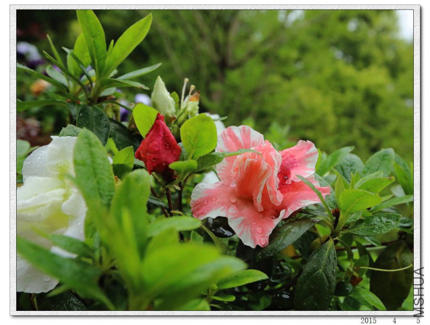 2015040503.jpg