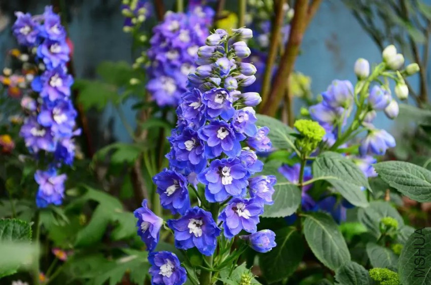 psb (1).jpg